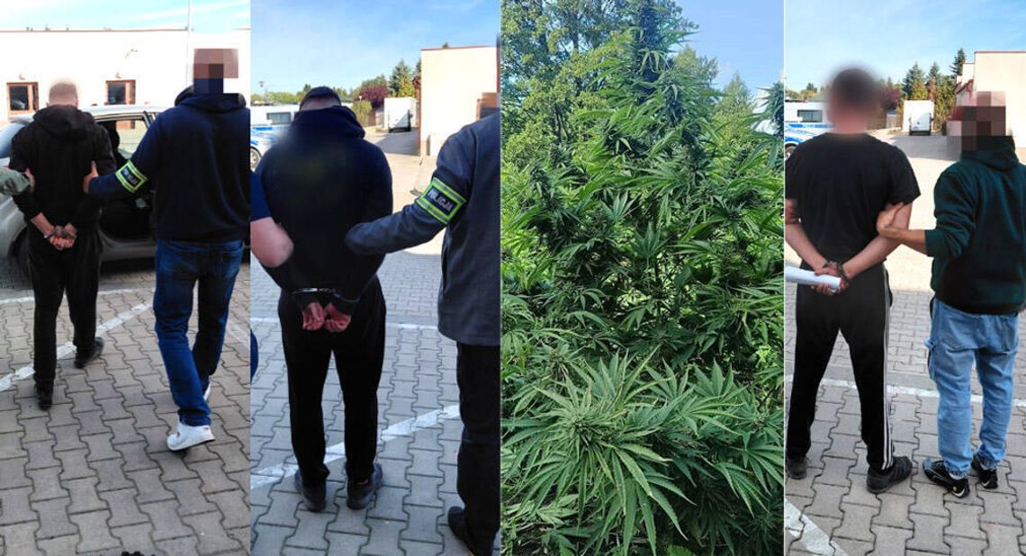 Koledzy właśnie doglądali plantacji konopi, gdy pojawili się policjanci. Cała trójka trafiła do aresztu Koledzy właśnie doglądali plantacji konopi, gdy pojawili się policjanci. Cała trójka trafiła do aresztu