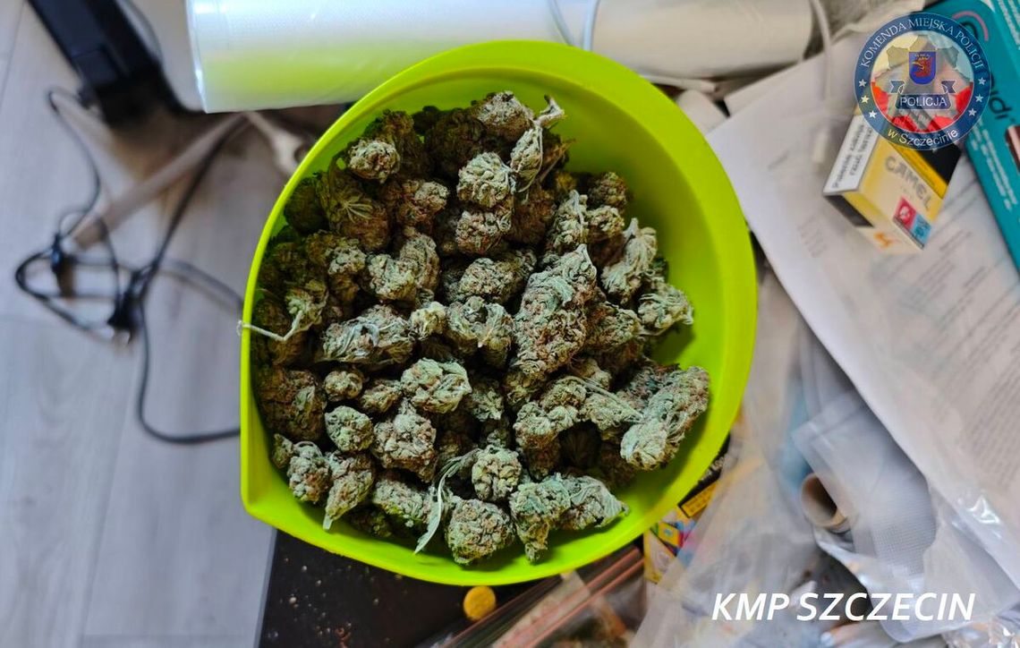 Konopie, grzyby i metaamfetamina. Policja zlikwidowała domową plantację pod Szczecinem