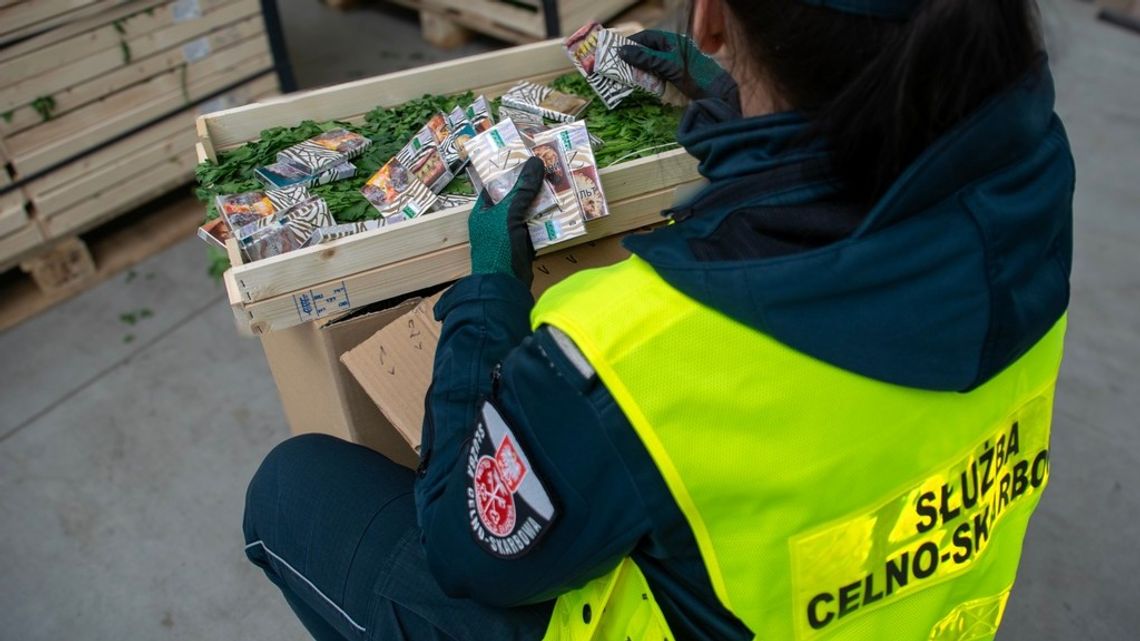 Kontrabanda ukryta w... skrzyniach z pietruszką. Udaremniony przemyt białoruskich papierosów Kontrabanda ukryta w... skrzyniach z pietruszką. Udaremniony przemyt białoruskich papierosów