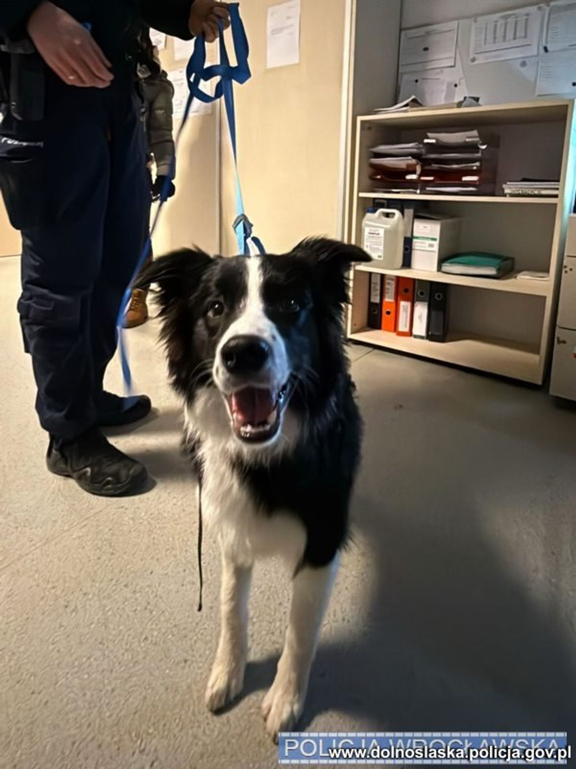 Kopał psa i bił go smyczą. Twierdził, że tak go tresuje. Na szczęście ludzie zareagowali i wezwali policję