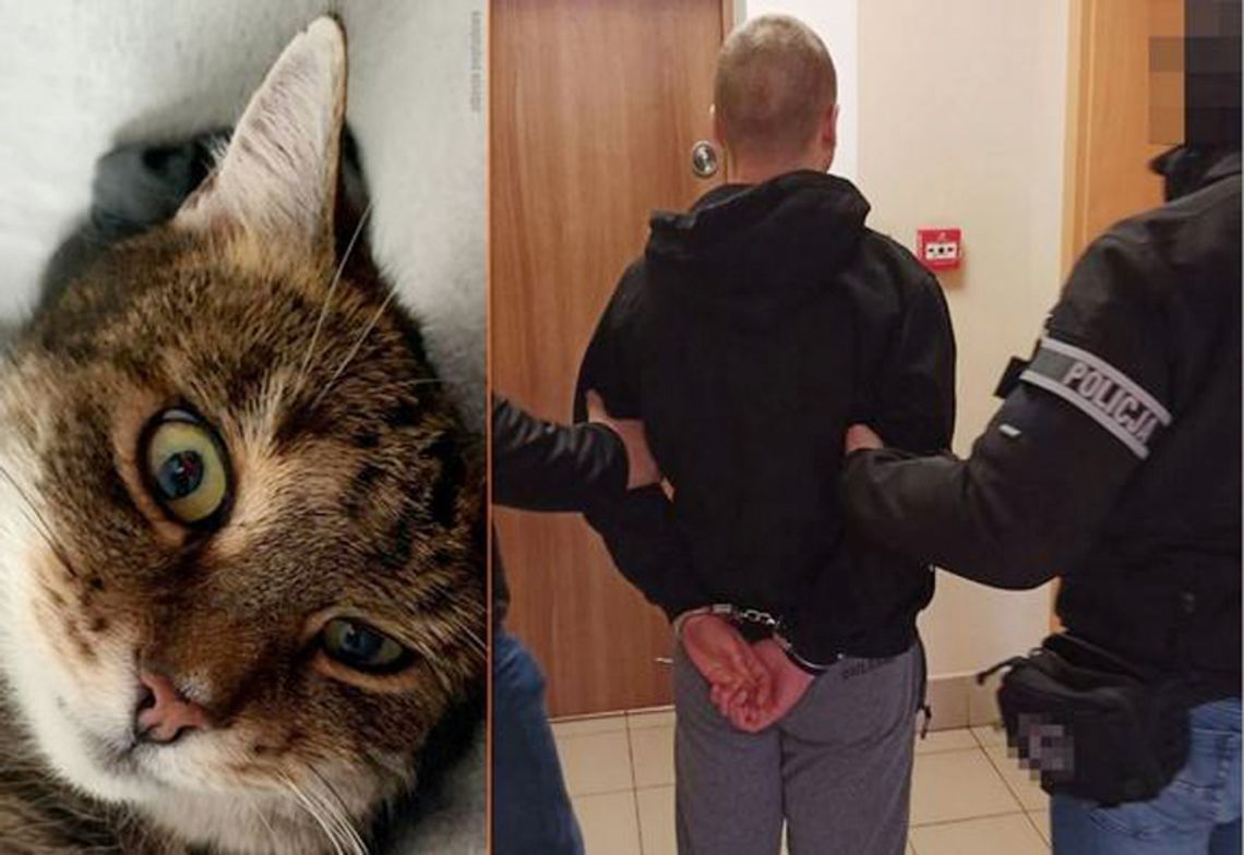 Kot poszedł na współpracę z policją. W trakcie przeszukania pokazał, gdzie chowa się jego pan