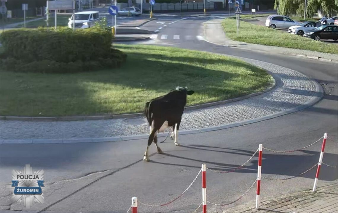 Krowa wyszła na poranny spacer ulicami miasta. Interweniowali policjanci