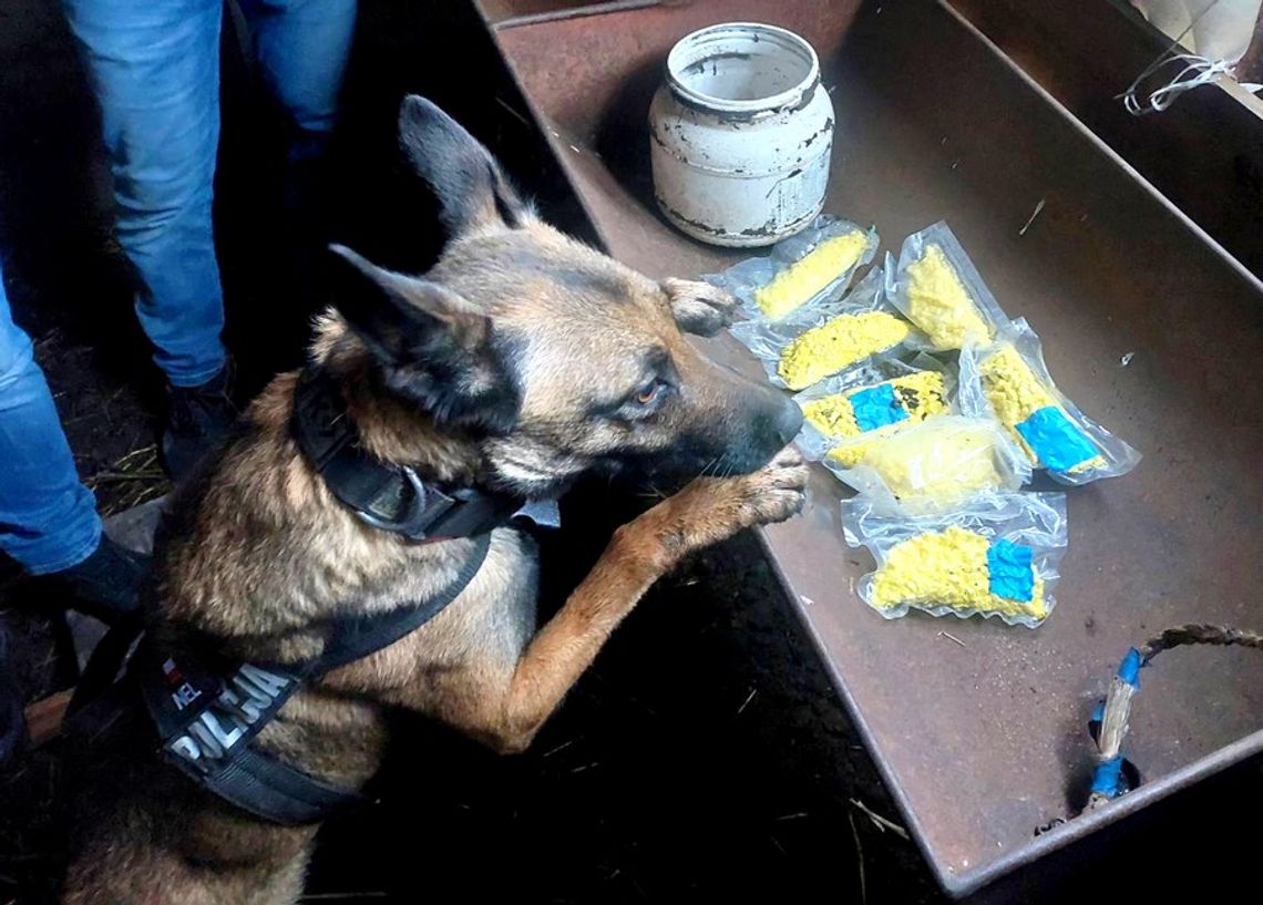Kryminalni wzięli psa na wizytę u złodziei samochodu. Owczarek wyczuł 1,5 kg amfetaminy zakopanej w ziemi