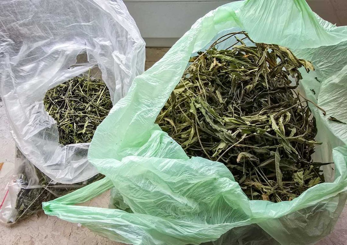 Kryminalni z Sokółki przejęli marihuanę o wartości 5 tysięcy złotych. Właściciel objęty dozorem