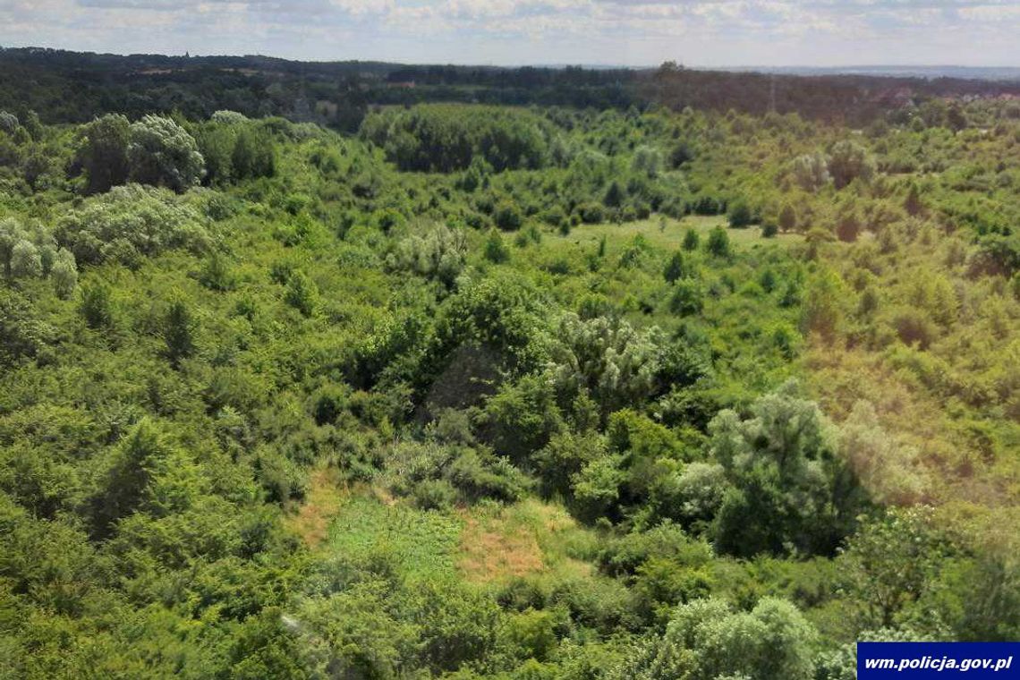 Lecieli z sercem do przeszczepu, przypadkiem wypatrzyli plantację konopi [ZDJĘCIA]