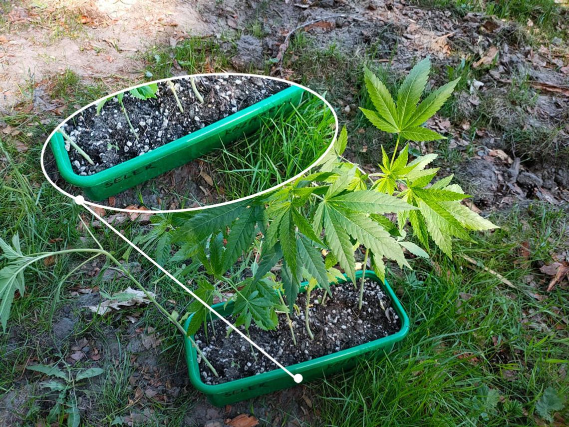 Leśnicy znaleźli sadzonki zioła. Na doniczkach napisy "seler" i "rozmaryn"