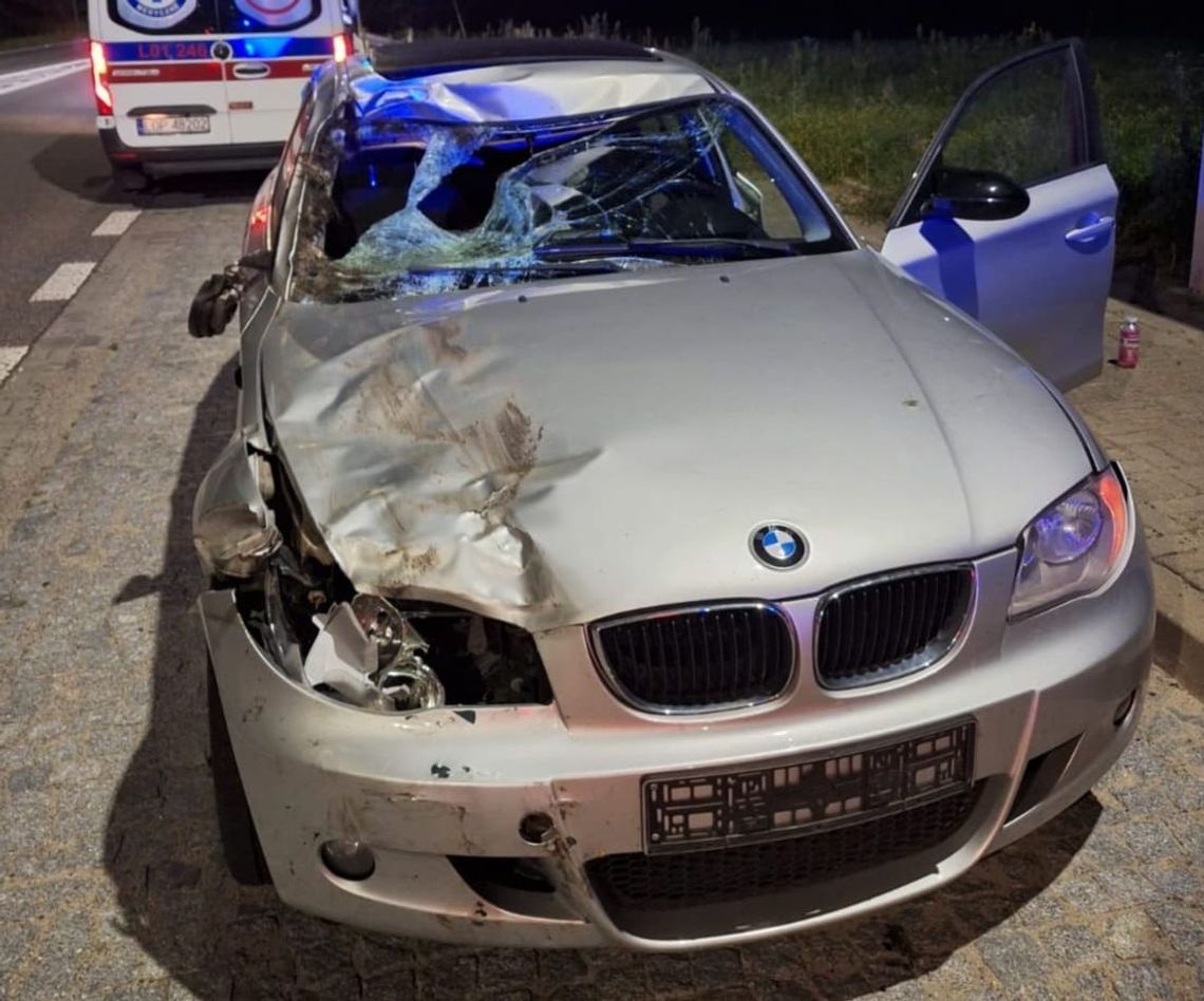 Łoś zderzył się z BMW, potem wpadł pod Renault. Groźne zdarzenie na drodze wojewódzkiej Łoś zderzył się z BMW, potem wpadł pod Renault. Groźne zdarzenie na drodze wojewódzkiej