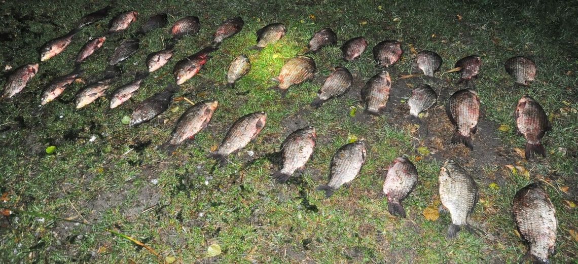 Łowił ryby sieciami bez uprawnień. Wpadł z blisko 35 kilogramami połowu