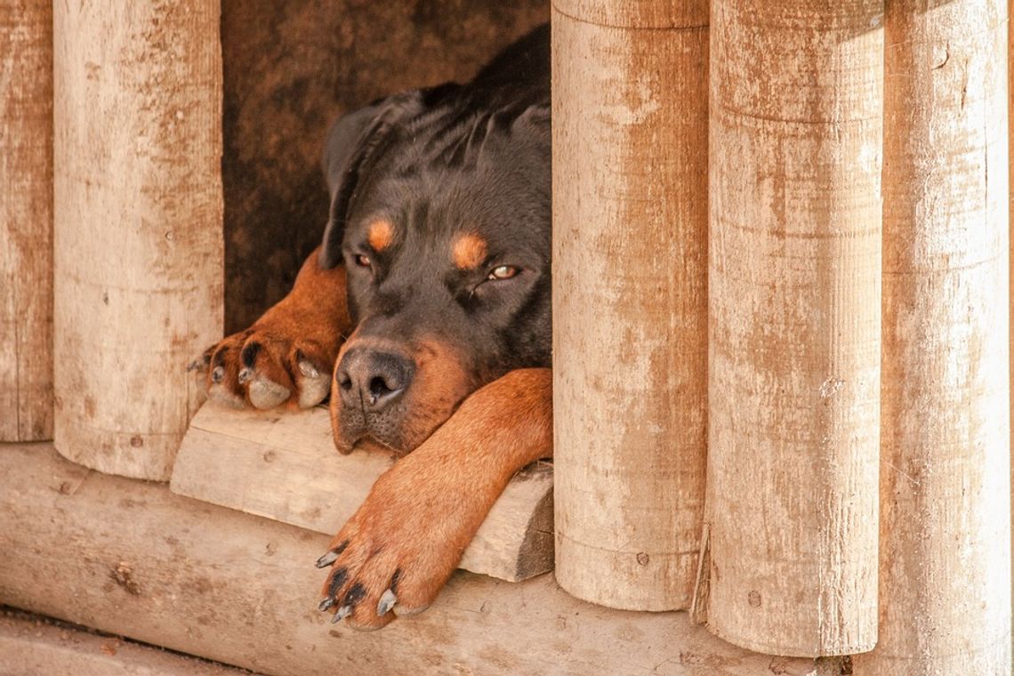 Makabryczne sceny na poprawinach. Rottweiler pogryzł 8-letnią dziewczynkę