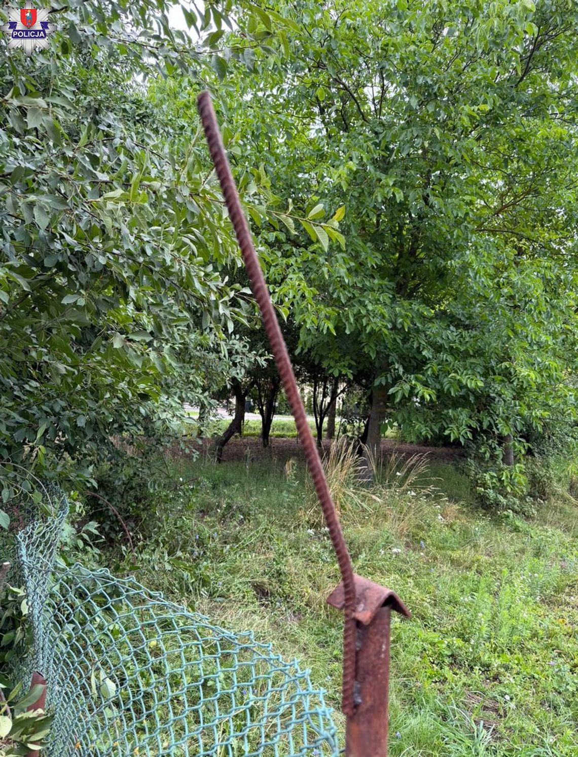 Makabryczny wypadek przy zbiorze wiśni. Kobieta spadła z drabiny na metalowy pręt Makabryczny wypadek przy zbiorze wiśni. Kobieta spadła z drabiny na metalowy pręt