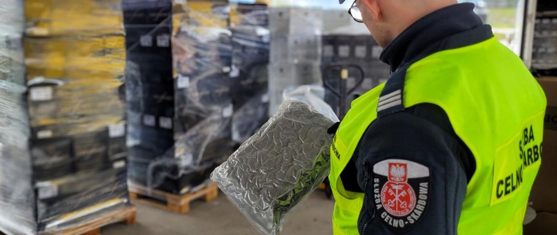 Marihuana ukryta w transporcie wina. Po prześwietleniu rentgenem wykryto 40 kg towaru [WIDEO]