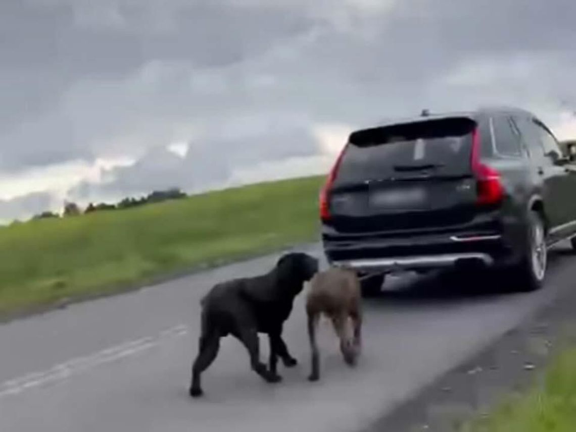 Mężczyzna ciągnął za autem dwa wielkie psy. Twierdzi, że nie miał innego wyjścia