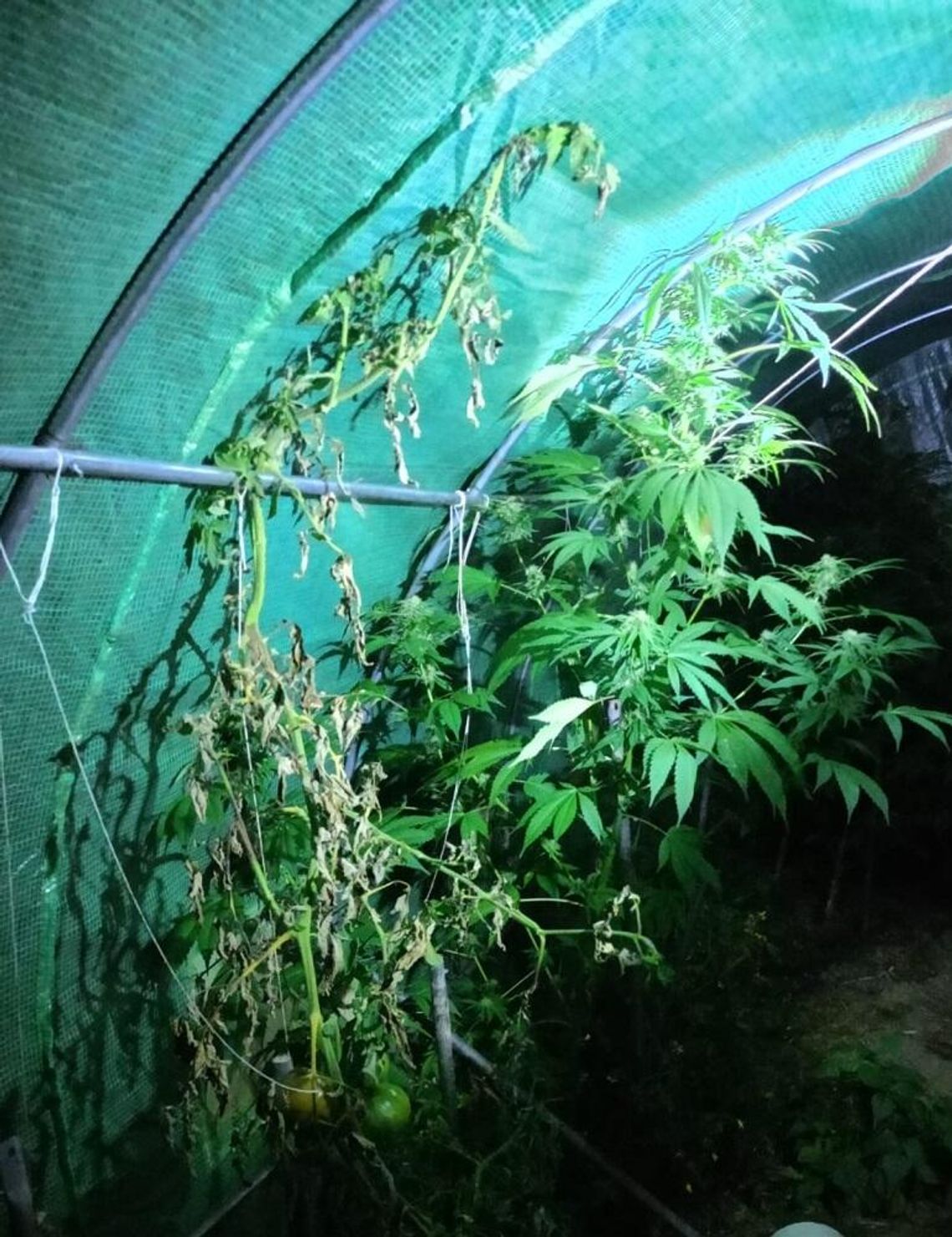 Mężczyzna dziwnie się zachowywał, sprawdzili, co ukrywał. W namiocie znaleźli konopie