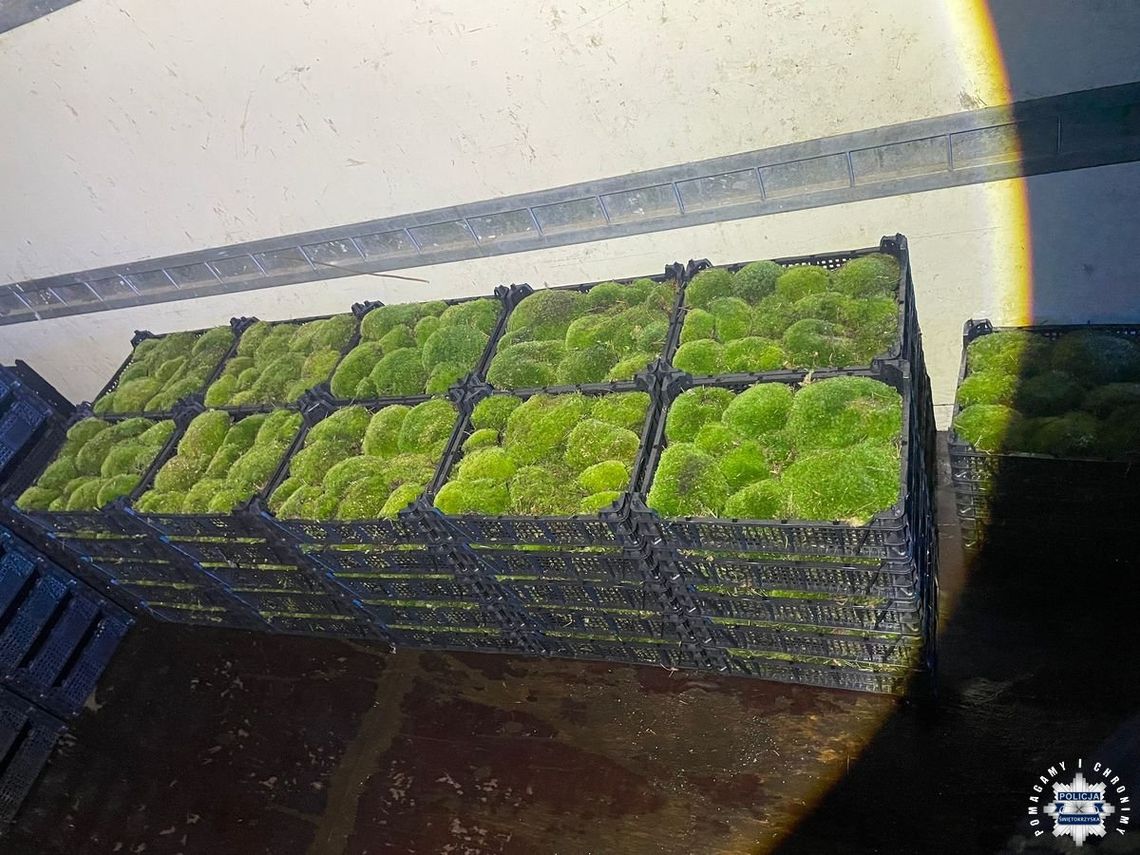 Mężczyzna kradł mech z lasu. Policjanci zatrzymali go, gdy jechał załadowanym dostawczakiem Mężczyzna kradł mech z lasu. Policjanci zatrzymali go, gdy jechał załadowanym dostawczakiem