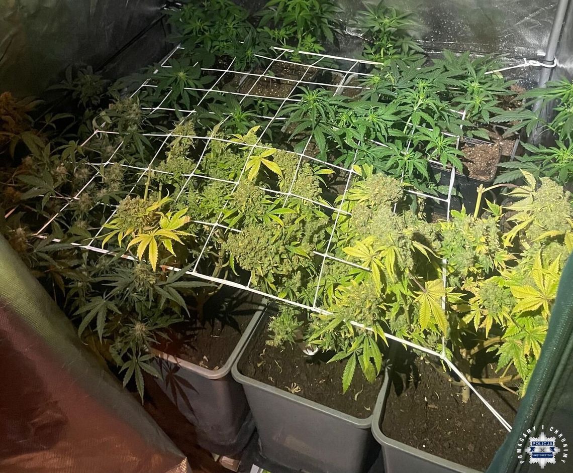 Mężczyzna ukrywał plantację marihuany. Wizytę złożyli mu policjanci