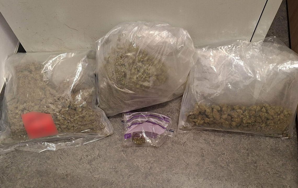 Miał blisko 1,7 kg marihuany w piwnicy. 23-latek trafił do aresztu