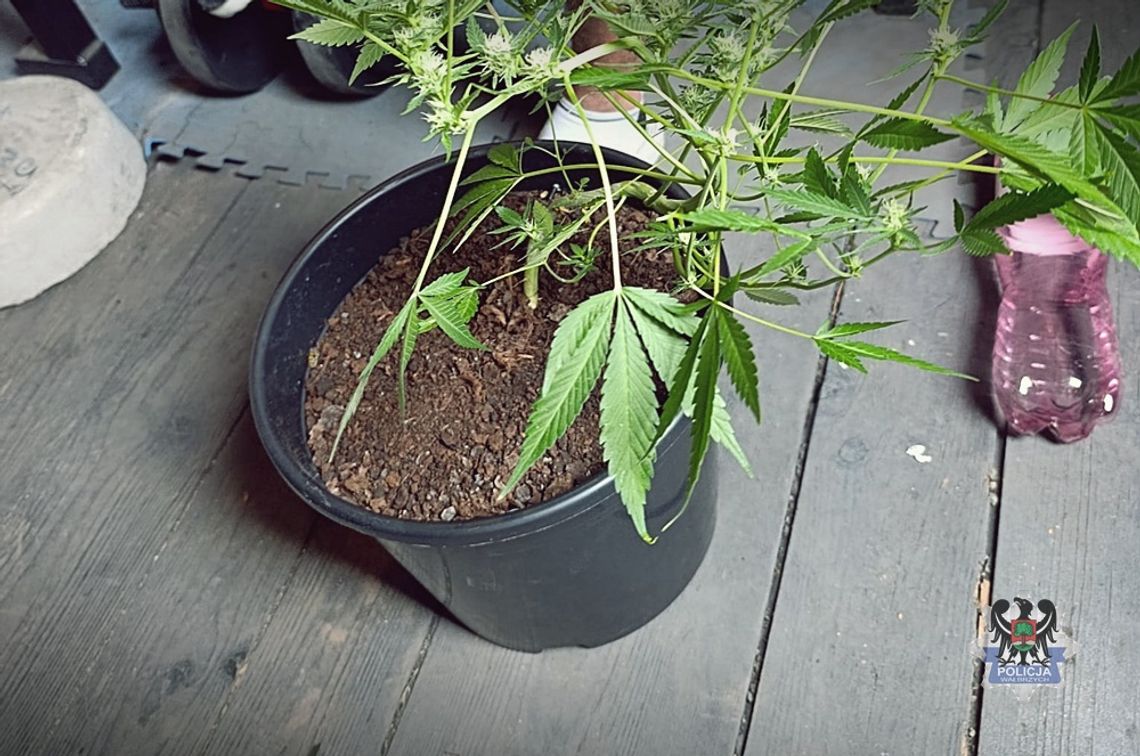 Miał do odsiadki pół roku więzienia. Znaleźli u niego krzak konopi, może dostać 3 lata więcej Miał do odsiadki pół roku więzienia. Znaleźli u niego krzak konopi, może dostać 3 lata więcej