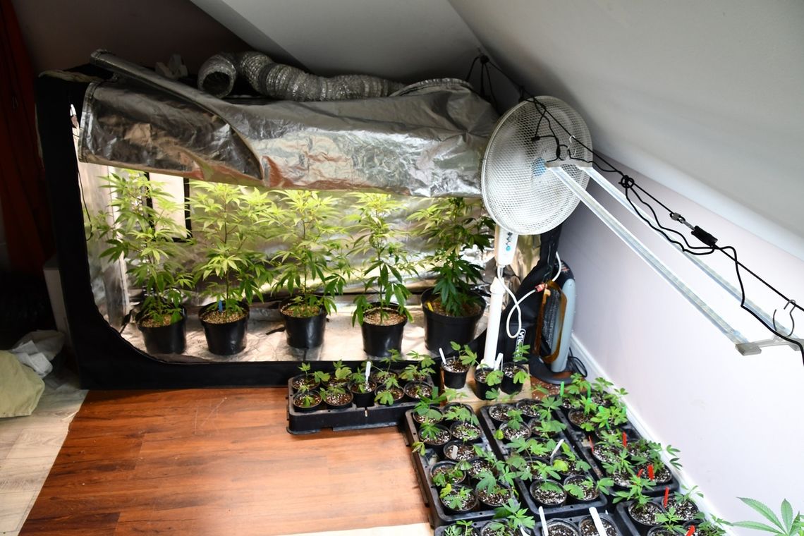 Miał domową uprawę i handlował ziołem. Policjanci przejęli 4 kg marihuany i zatrzymali 31-latka