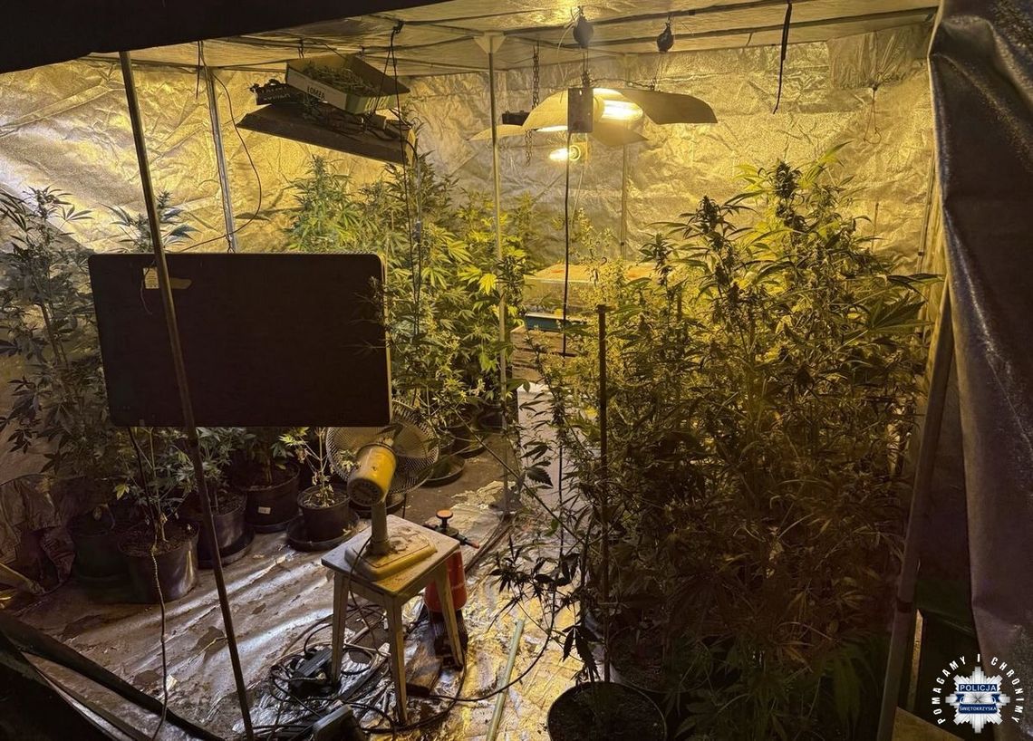 Miał ukrytą plantację konopi indyjskich i szykował się do zbiorów. W namiotach rosło ponad sto krzewów
