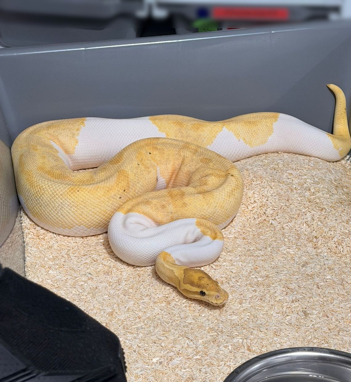 Miał w mieszkaniu 148 pytonów. Wydało się, bo jeden wypełzł na klatkę