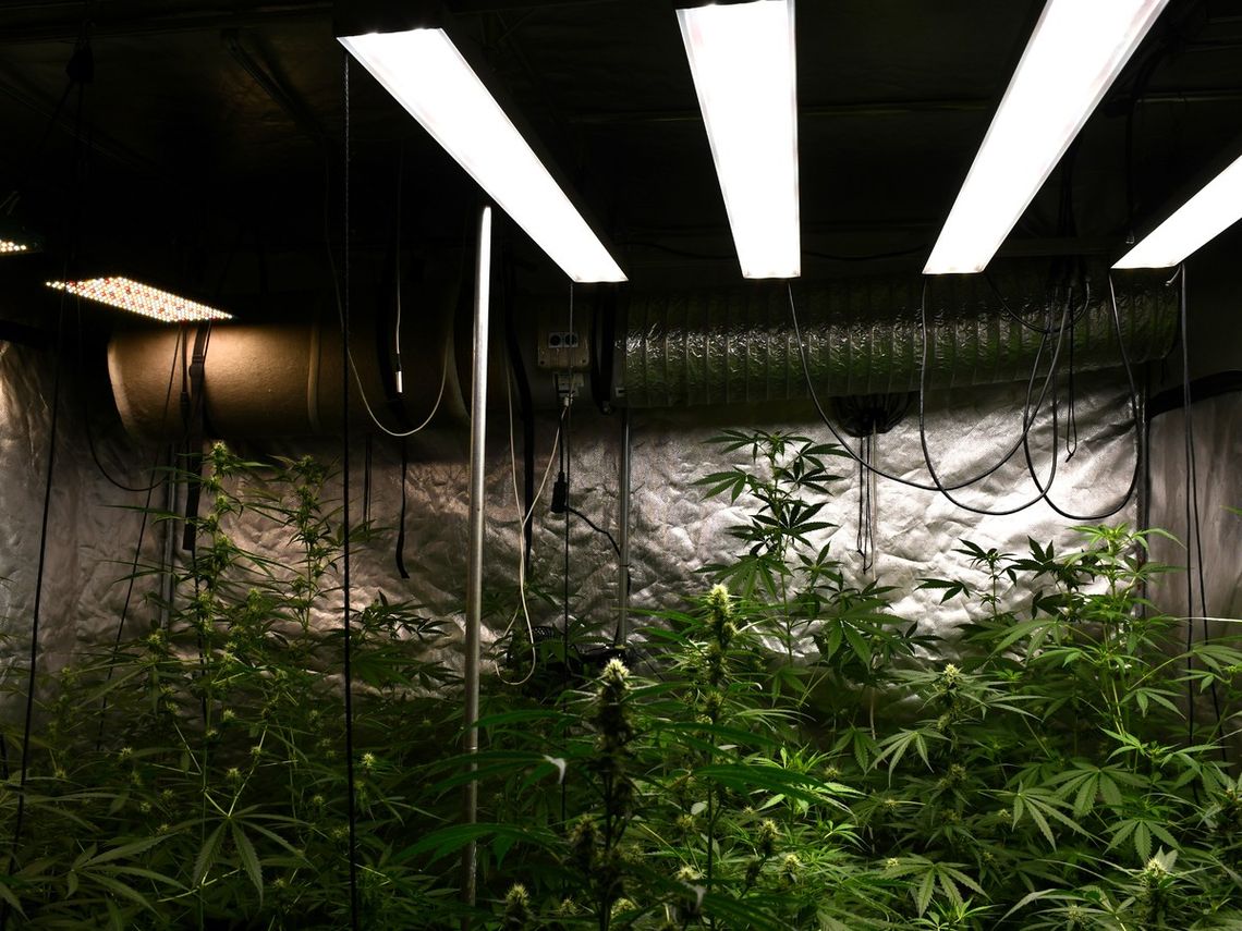 Miał zezwolenie na uprawę konopi włóknistych, ale w tajnym pomieszczeniu uprawiał zakazane odmiany