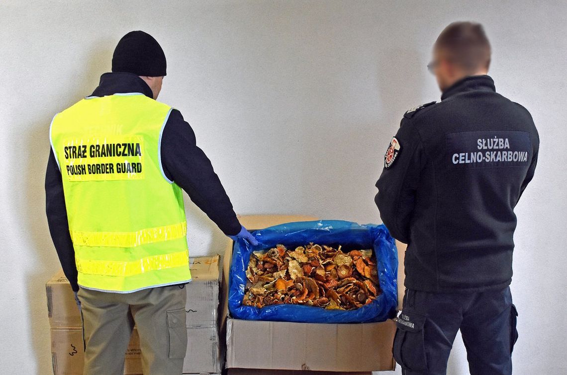 Miały być ubrania, były halucynogenne grzyby. Potężny transport muchomorów zatrzymany w Dorohusku
