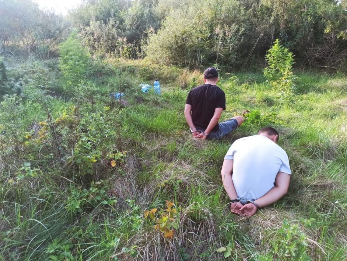 Mieli własną plantację i ponad 1,5 kg gotowego zioła: "to na własny użytek" [FOTO]