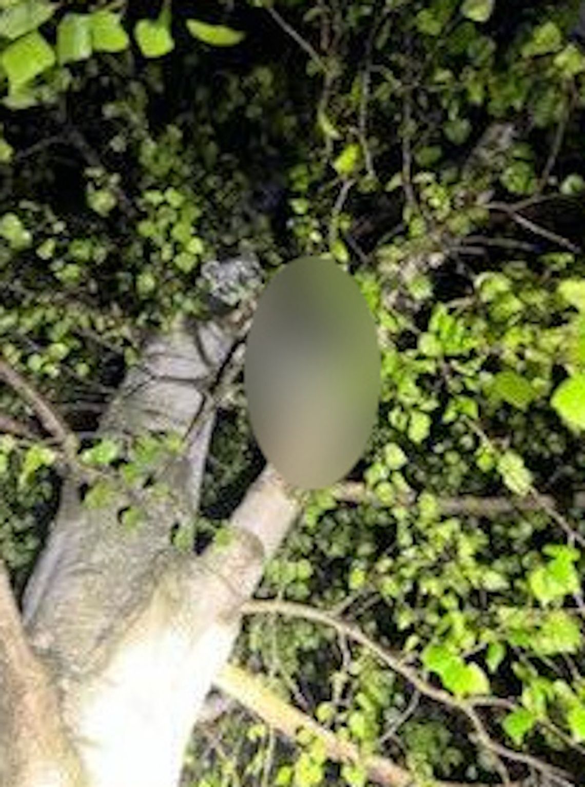 Młody mężczyzna siedział na drzewie z pętlą zaciśniętą na szyi. Pomoc przyszła w ostatniej chwili