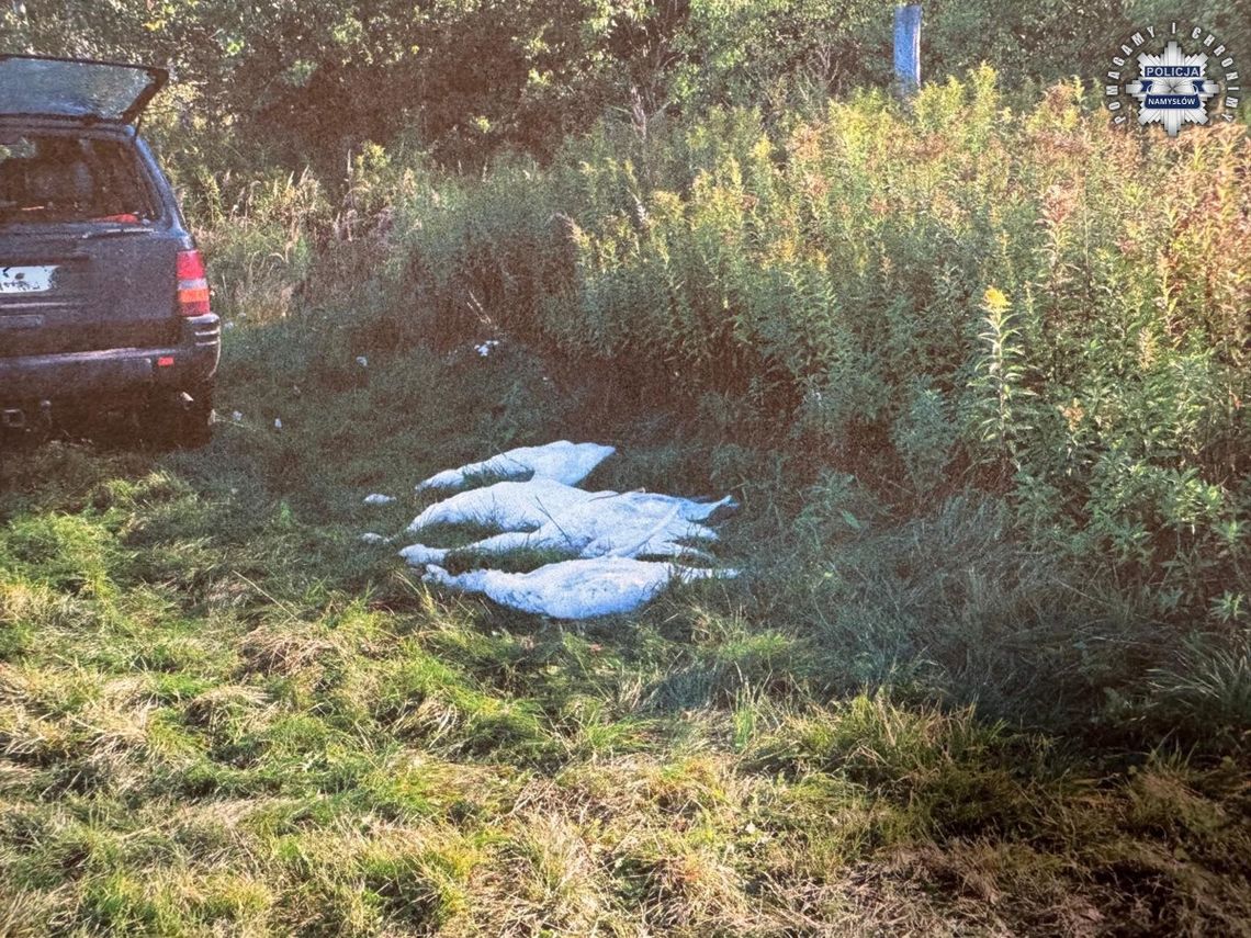 Myśliwi odpowiedzą za zabicie czterech łabędzi. Koledzy ostrzegali ich, ale nie posłuchali