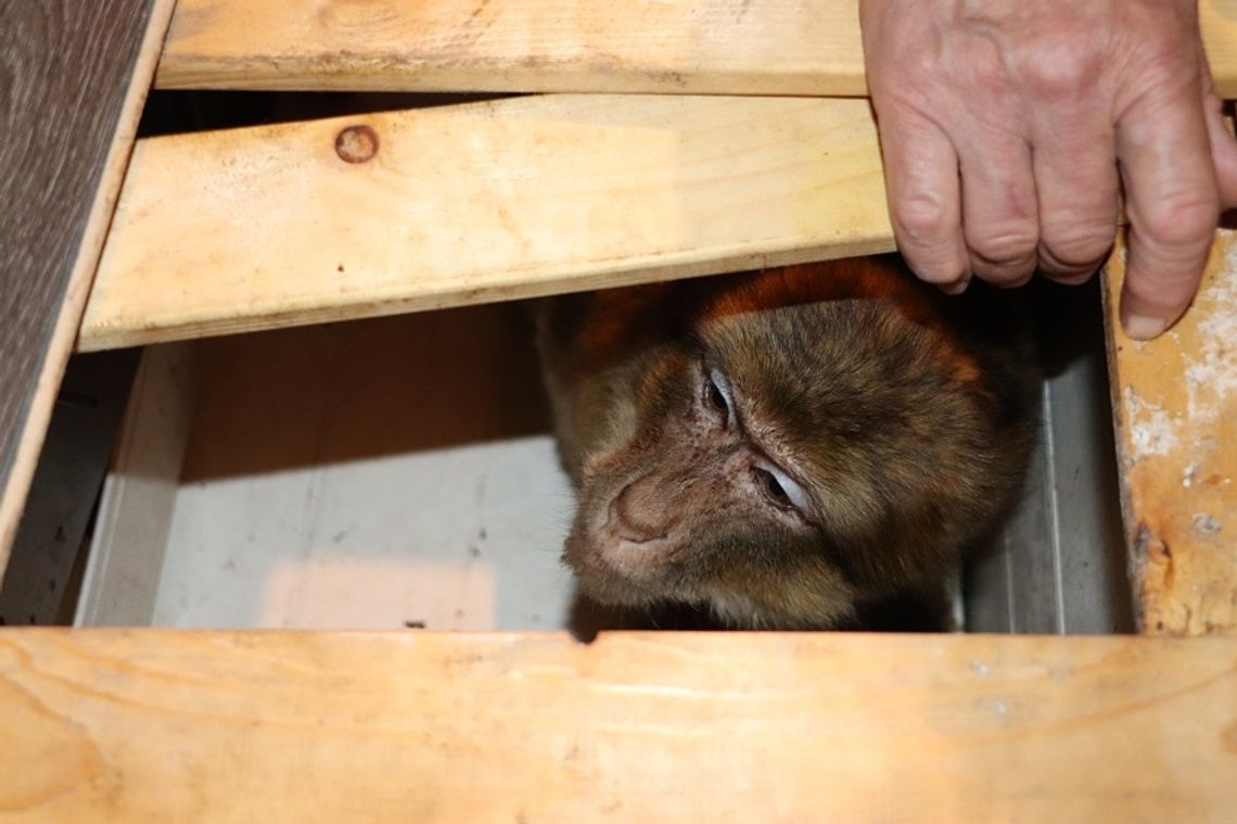 Na klatce schodowej znalazła małpę w klatce. Okazało się, że to skradziony z mini zoo makak