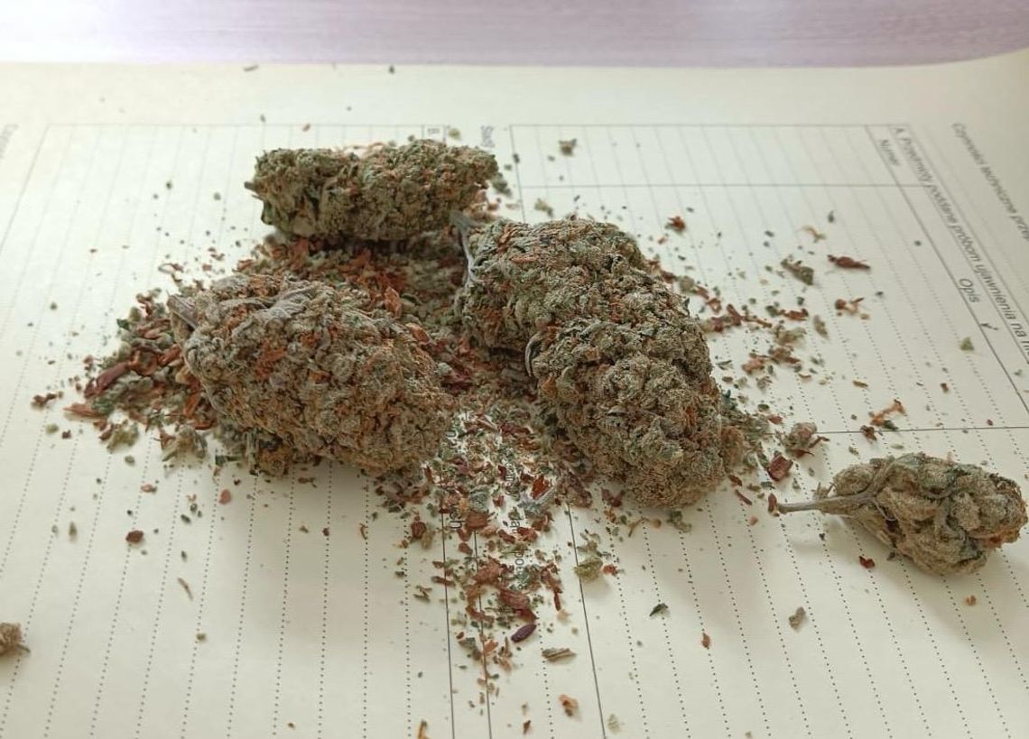 Najpierw zatrzymali 24-latka, a później jego ojca. Obaj odpowiedzą za posiadanie narkotyków Najpierw zatrzymali 24-latka, a później jego ojca. Obaj odpowiedzą za posiadanie narkotyków