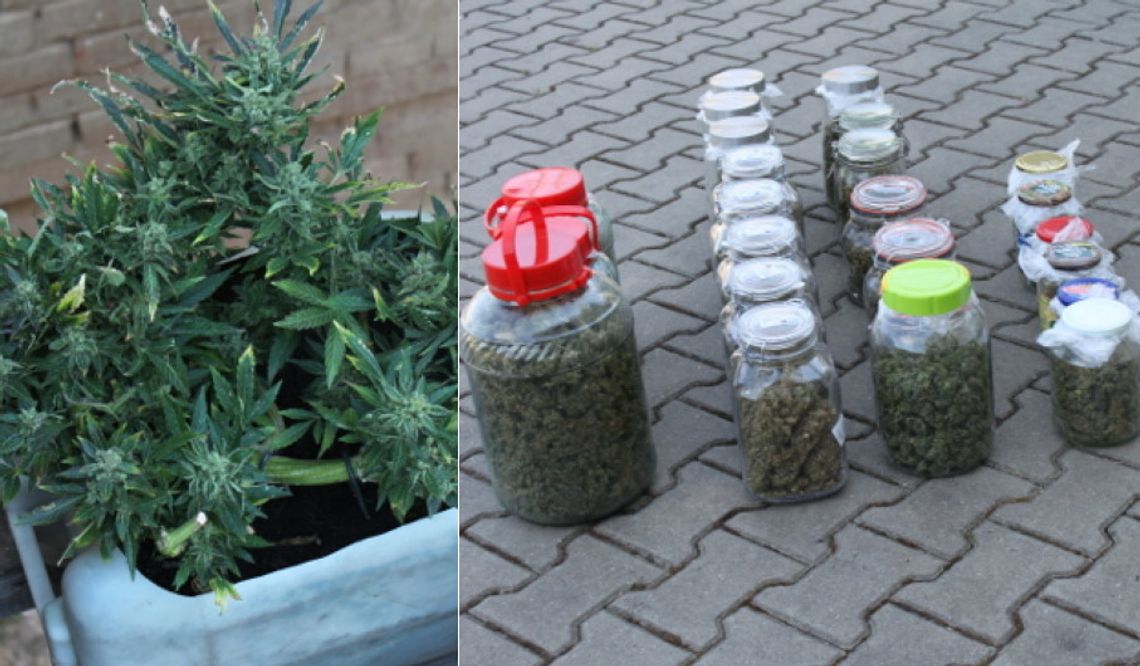 Nalot na plantację konopi. Znaleźli ponad 4 kg marihuany i 136 roślin [ZDJĘCIA]