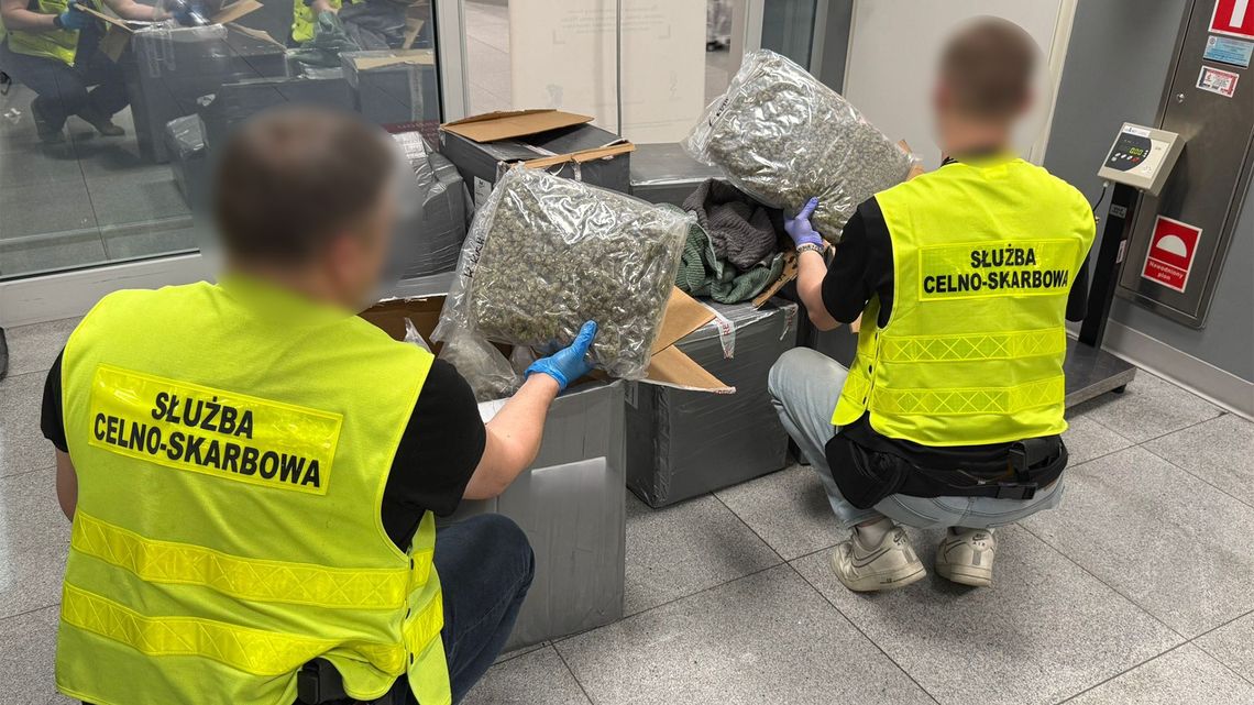 Narkotykowy „prezent” z Kanady. KAS przejęła 50 kg marihuany ukrytej w ubraniach [WIDEO]