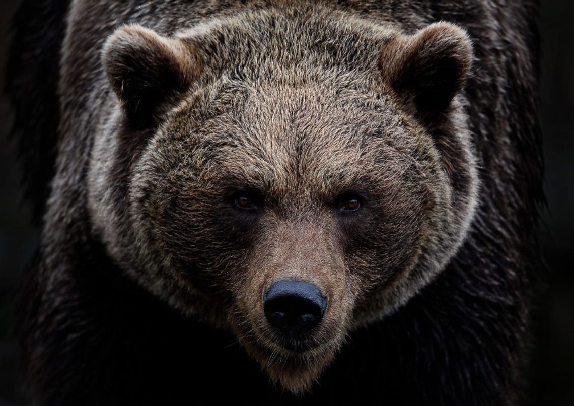 Niedźwiedź zaatakował kobietę w Bieszczadach. Poszkodowana trafiła do szpitala