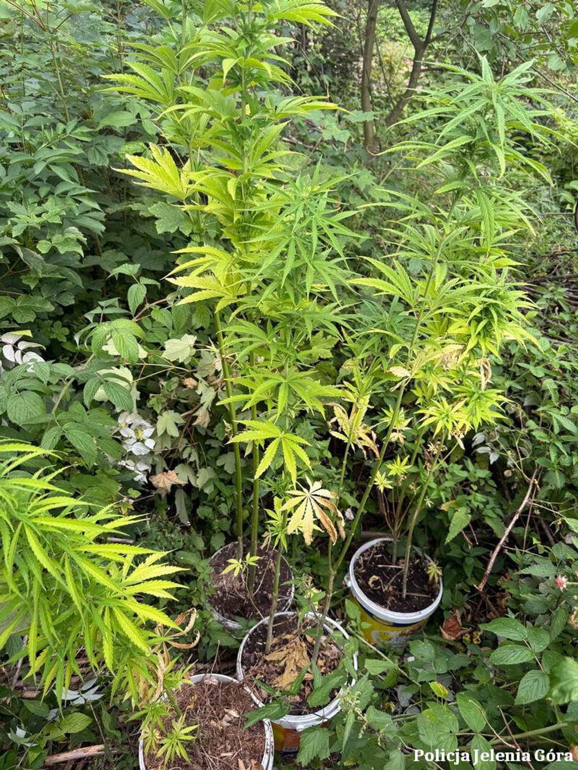 Nielegalna plantacja konopi zlikwidowana. 40-latek usłyszał zarzuty Nielegalna plantacja konopi zlikwidowana. 40-latek usłyszał zarzuty