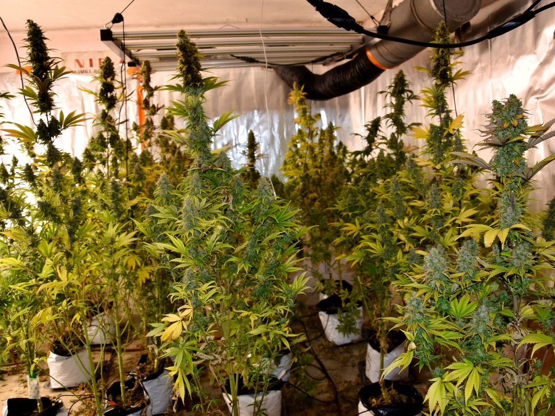 Nielegalna plantacja w piwnicy domu. Zabezpieczono marihuanę wartą setki tysięcy złotych Nielegalna plantacja w piwnicy domu. Zabezpieczono marihuanę wartą setki tysięcy złotych