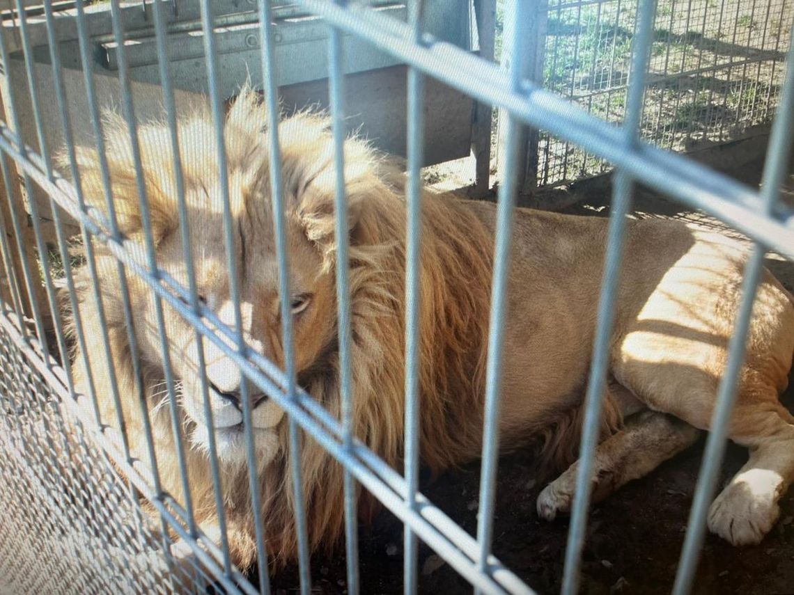 Nielegalnie posiadał lwy afrykańskie i tygrysa bengalskiego. Odpowie za znęcanie się nad zwierzętami Nielegalnie posiadał lwy afrykańskie i tygrysa bengalskiego. Odpowie za znęcanie się nad zwierzętami