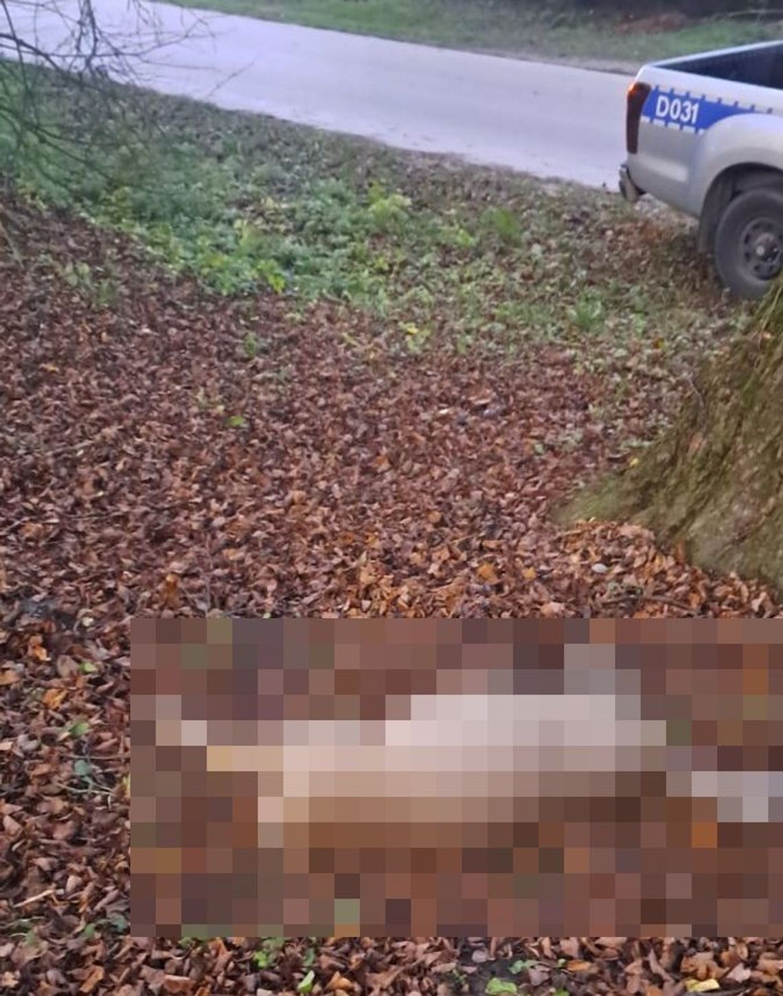 Niósł na plecach martwą sarnę. Świadek wezwał policję, mężczyzna odpowie za kradzież