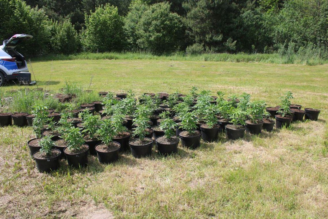 Ojciec i syn prowadzili dwie plantacje konopi. Wpadli, bo 70-latek naćpał się i pobił żonę