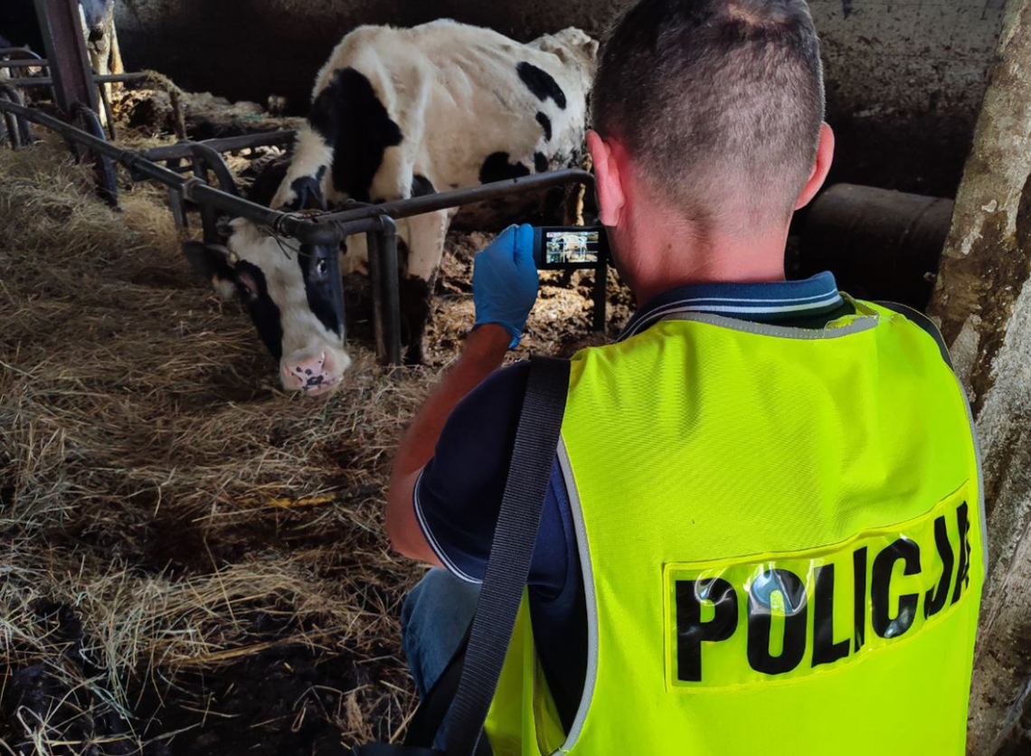 Okrutny rolnik znęcał się nad zwierzętami. Martwe krowy leżały obok ledwo żywych. Zabrali mu też dwa psy