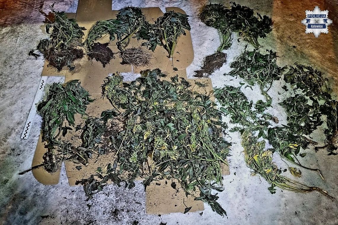 Osiedlowy garaż skrywał tajemnicę. Policjanci znaleźli w nim plantację marihuany. Zatrzymano dwóch mężczyzn