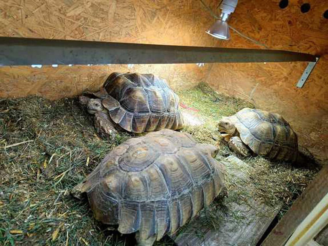 Osiem chronionych żółwi pustynnych w mieszkaniu 31-latka. Odpowie za nielegalną hodowlę