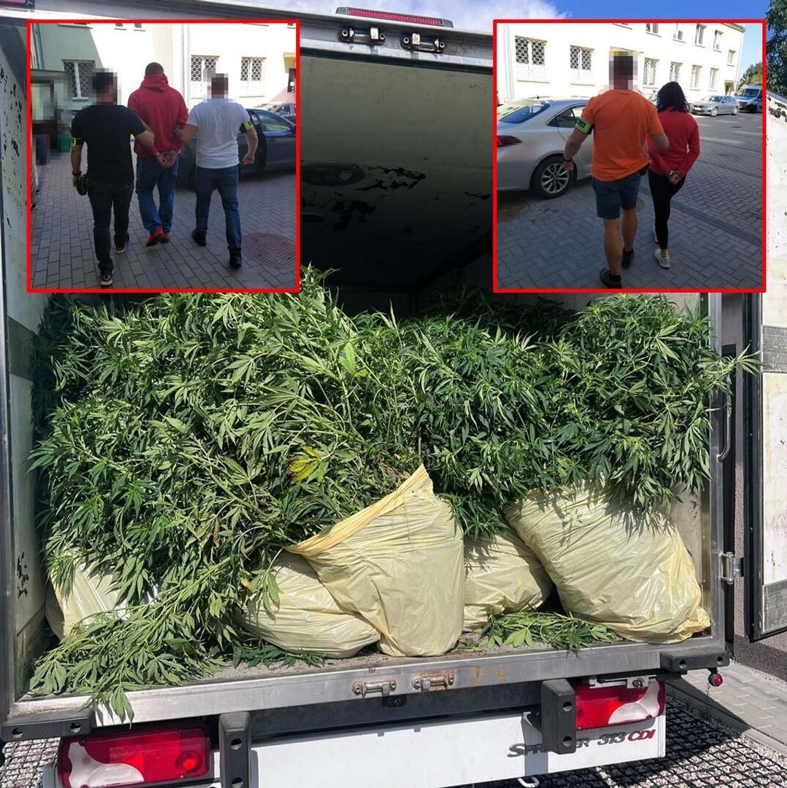 Pielęgnowali plantację konopi ukrytą w lesie. Policjanci zatrzymali ich na gorącym uczynku