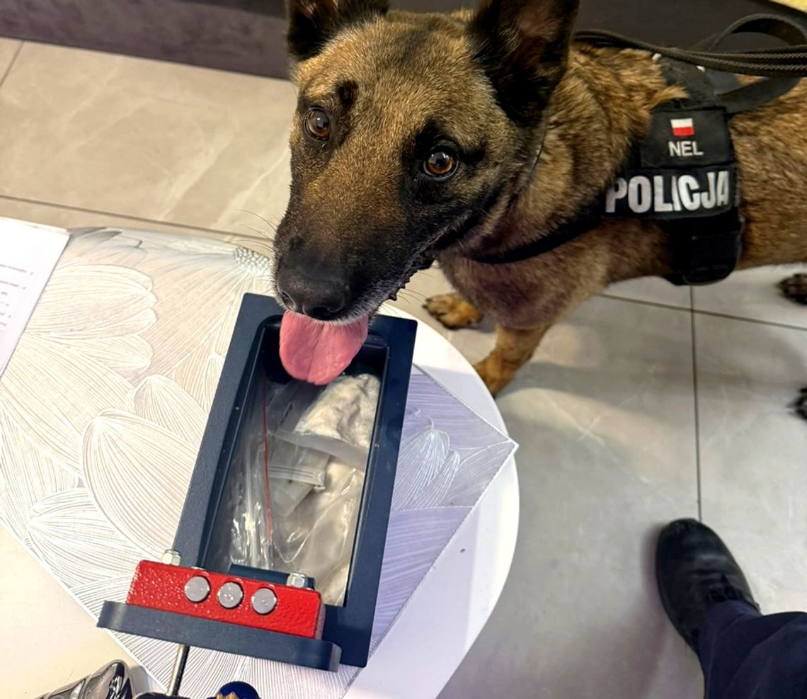 Pies służbowy znalazł narkotyki w sejfie. Dwóch podejrzanych trafiło do aresztu Pies służbowy znalazł narkotyki w sejfie. Dwóch podejrzanych trafiło do aresztu