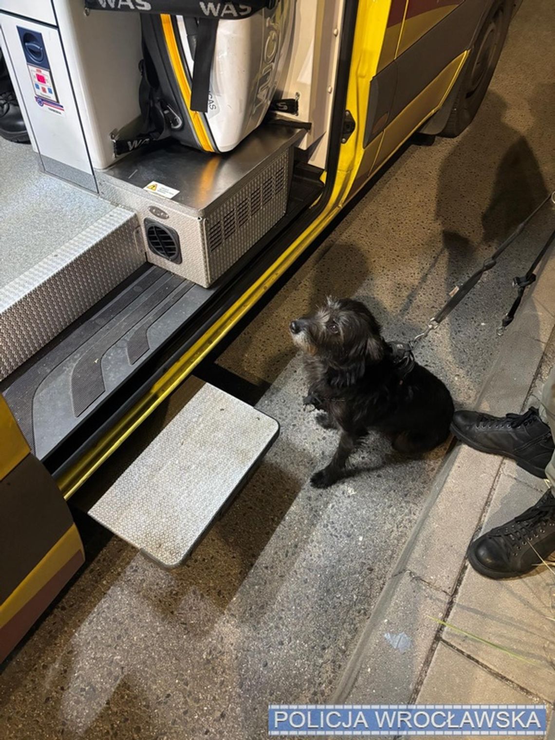 Pies sprowadził pomoc do zaginionego seniora. Mężczyzna potrzebował pilnej pomocy Pies sprowadził pomoc do zaginionego seniora. Mężczyzna potrzebował pilnej pomocy