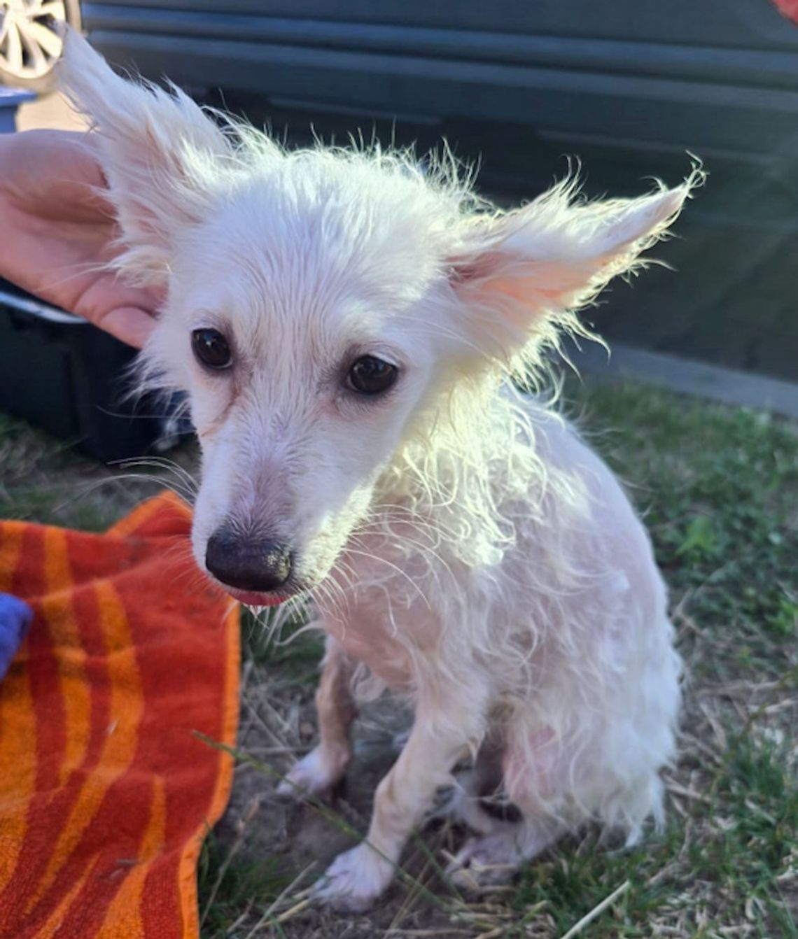 Pies zamknięty w rozgrzanym aucie przy parku wodnym. Właściciel zostawił go na kilka godzin