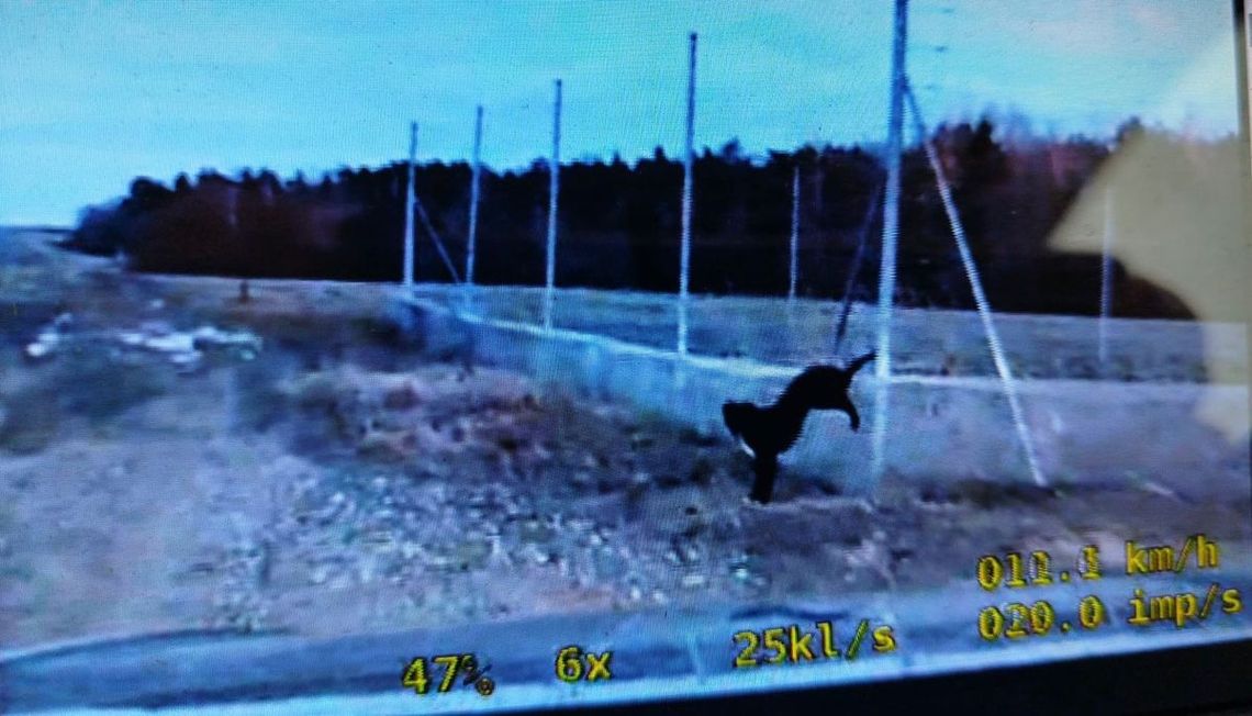 Pies zawisł na ogrodzeniu i nie mógł sam się wyswobodzić. Uratowali go policjanci