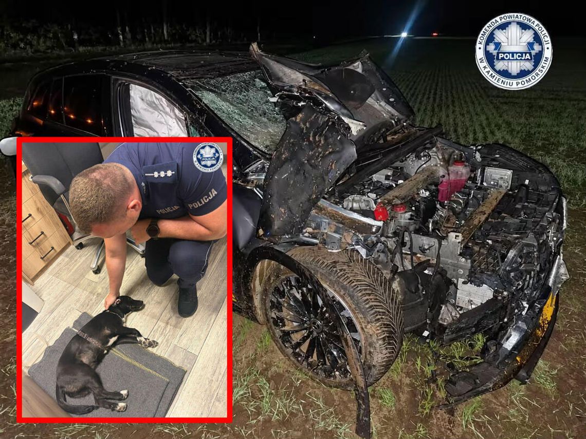 Pijany kierowca doprowadził do zderzenia trzech pojazdów. Policjanci zaopiekowali się psem, z którym jechał Pijany kierowca doprowadził do zderzenia trzech pojazdów. Policjanci zaopiekowali się psem, z którym jechał