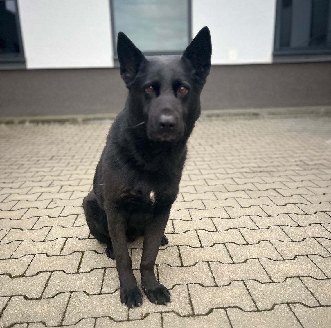 Pijany kierowca wjechał w bmw, porzucił auto i uciekł. Owczarek Nabat doprowadził policjantów do miejsca, w którym się ukrył