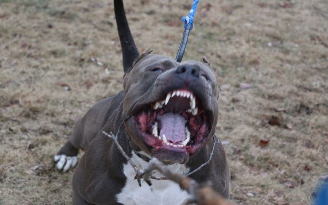 Pitbull dotkliwie pogryzł policjantkę i 3 inne osoby. Funkcjonariusz zastrzelił agresywnego psa